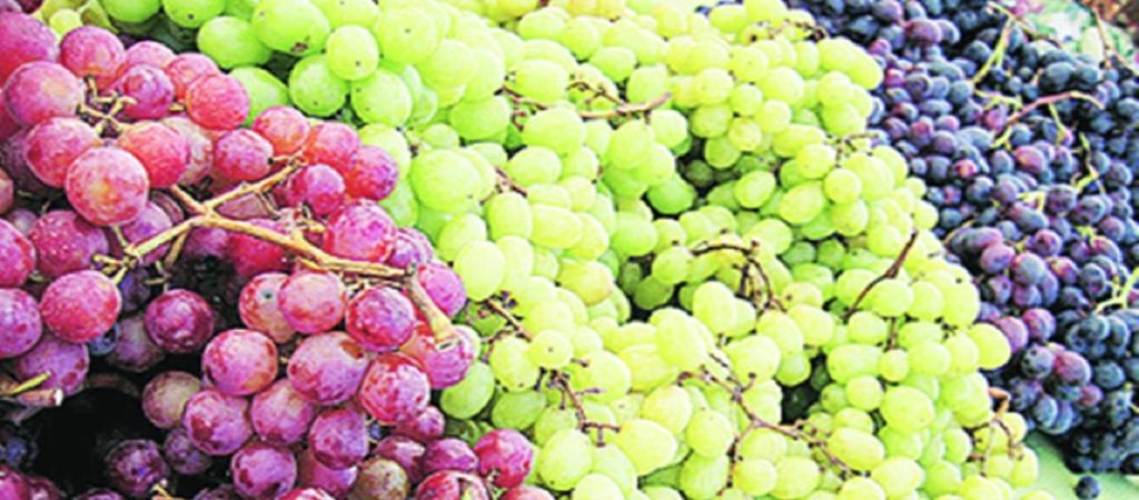 Οι θεραπευτικές ιδιότητες του σταφυλιού