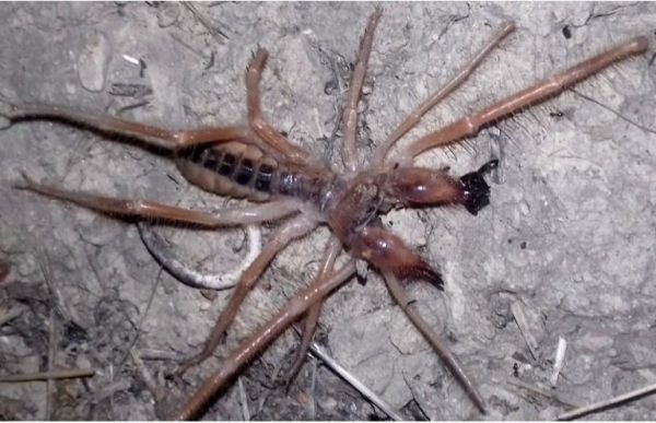 Τρίκαλα: Εντοπίστηκε «εξωγήινη» αράχνη – Τρέχει με 36χλμ/ώρα και η ουρά της είναι 1 μέτρο! (φώτο)