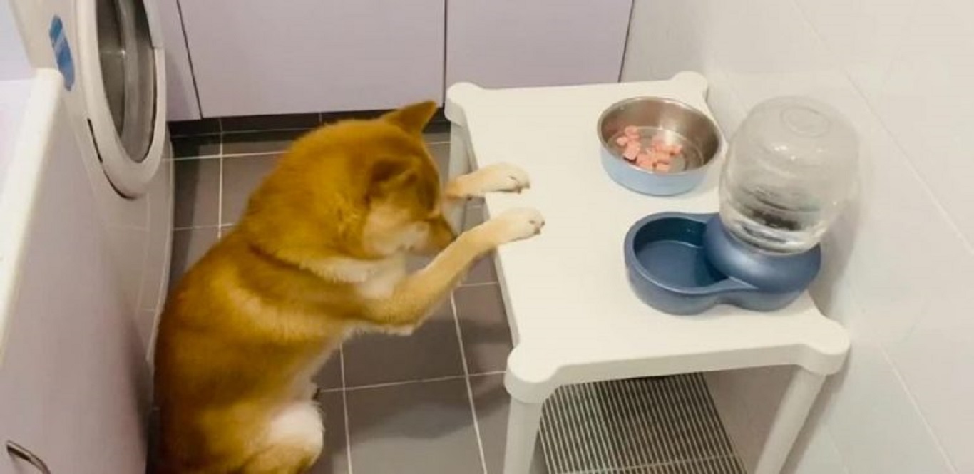 Σκύλος… βουδιστής κάνει την προσευχή του πριν φάει (βίντεο)