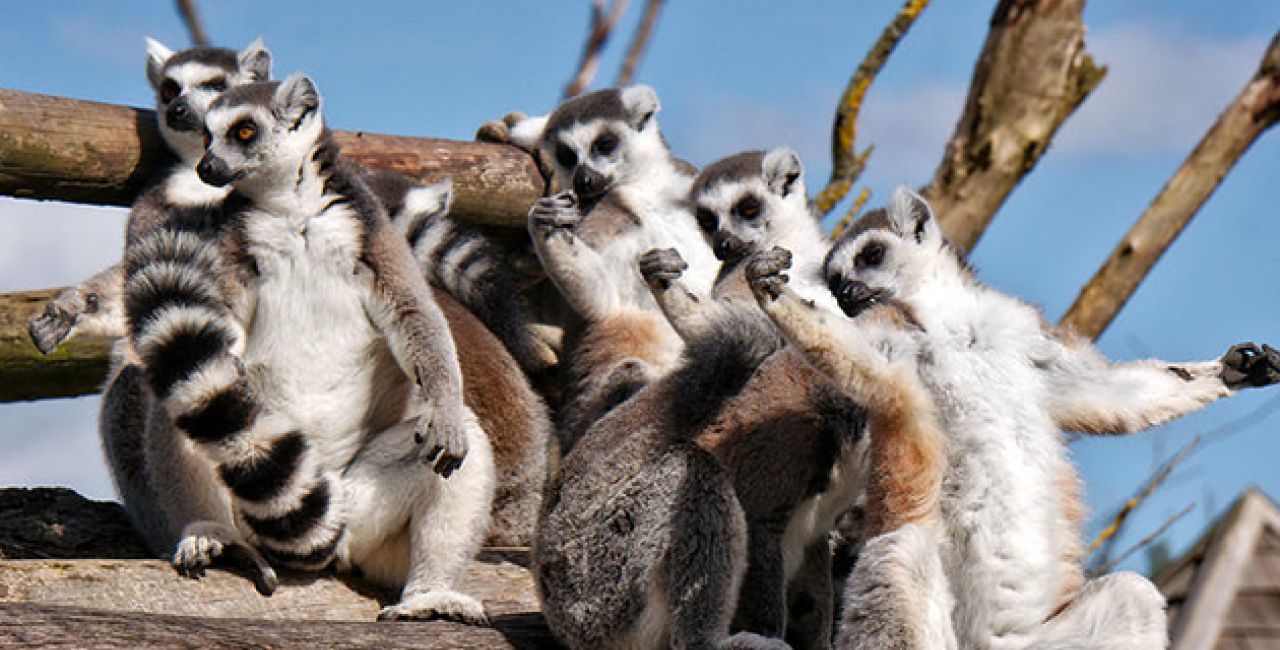 Αφρική: Οι λεμούριοι απειλούνται με εξαφάνιση (βίντεο)