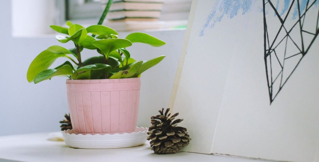 Το φυτό που αποκρούει το φθόνο και απορροφά την αρνητική ενέργεια