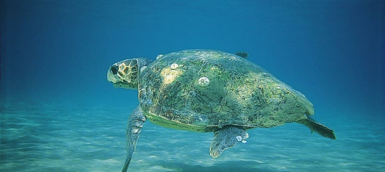 Ηλεία: Ξεβράστηκε χτυπημένη και νεκρή χελώνα καρέτα-καρέτα σε παραλία