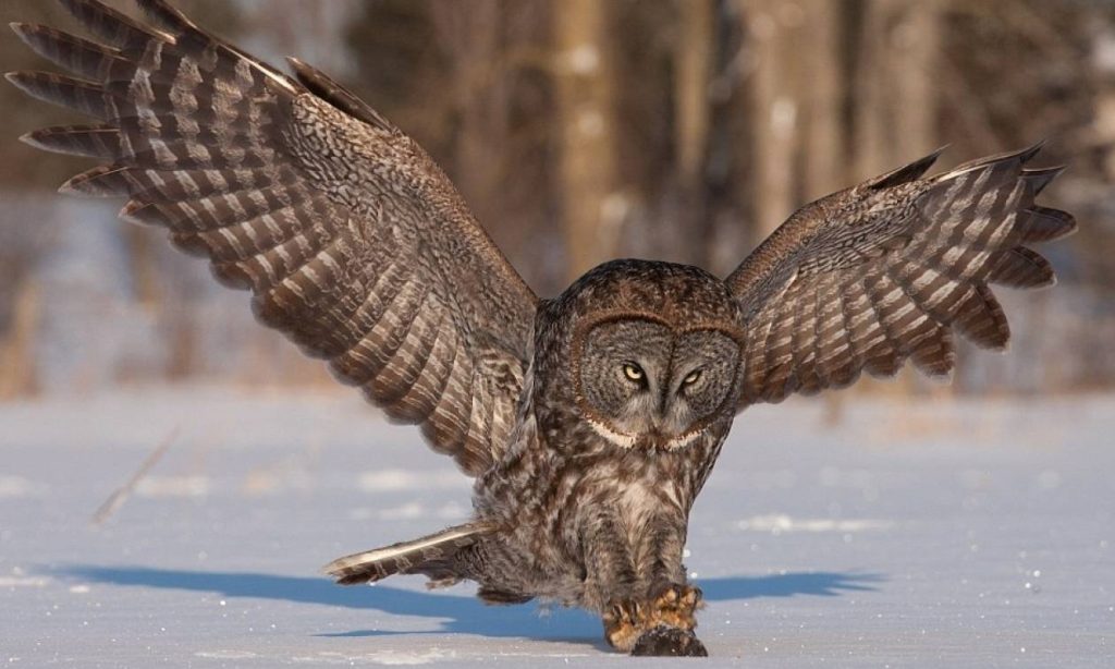 Φρίκη με καταγγελία της ANIMA: Έβαψαν κουκουβάγια με μπογιά και κακοποίησαν τρεις χελώνες (φωτο)