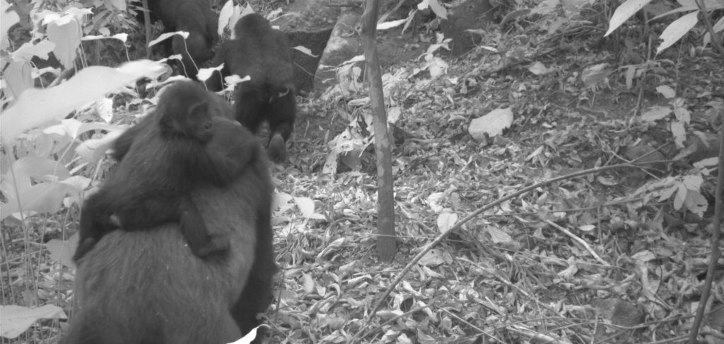 Νιγηρία: Ο σπανιότερος γορίλας στον κόσμο πρώτη φορά με μωρά (βίντεο)