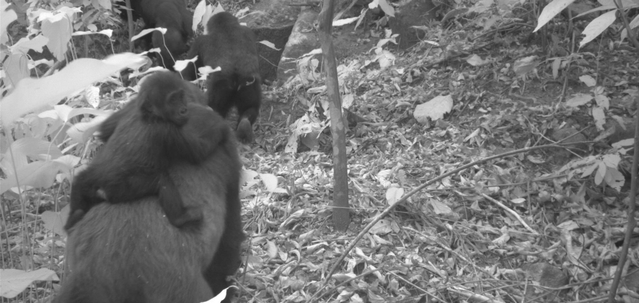 Νιγηρία: Ο σπανιότερος γορίλας στον κόσμο πρώτη φορά με μωρά (βίντεο)