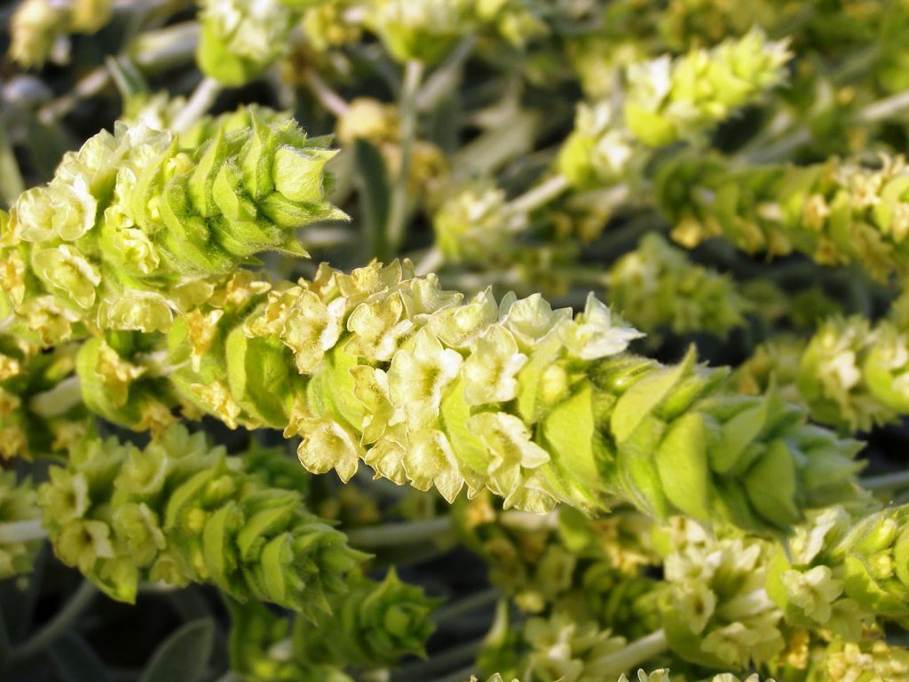 Ιωάννινα: Οι Αλβανοί συλλέγουν το «λουλούδι του Δαρβίνου» και οι Έλληνες… τσάι