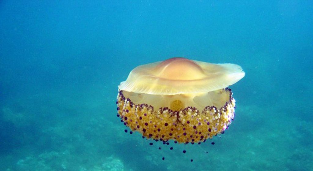 Λεμεσός: Μέδουσες γίγαντες εμφανίστηκαν σε παραλία (φωτό)