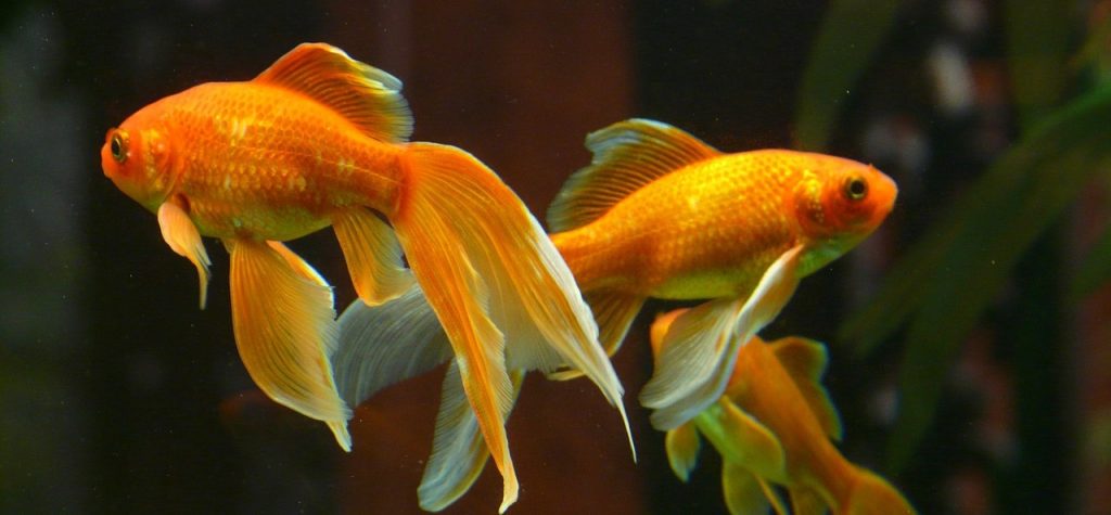 Χρυσόψαρα: Mας δείχνουν πως… φλερτάρουν (βίντεο)