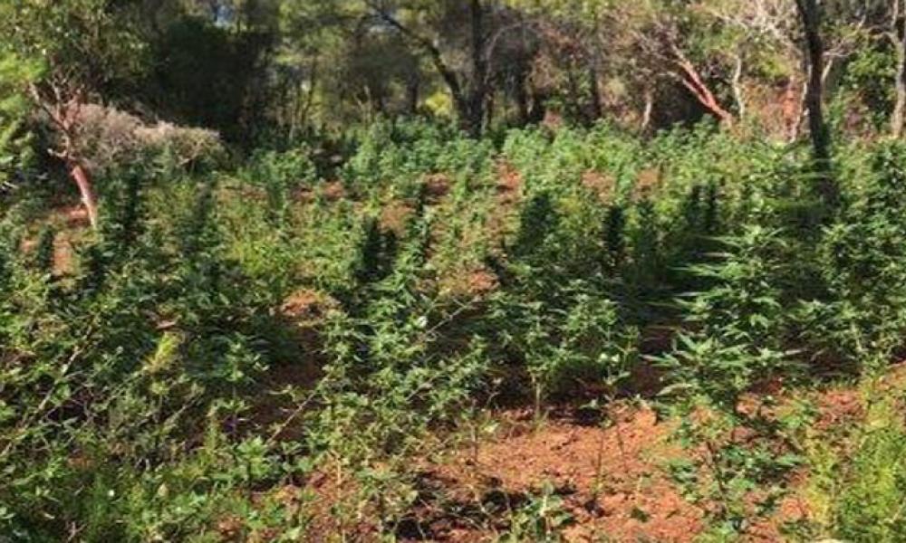 Φυτεία με περισσότερα από χίλια δενδρύλλια ινδικής κάνναβης εντόπισαν αστυνομικοί στα Γεράνια Όρη (βίντεο)