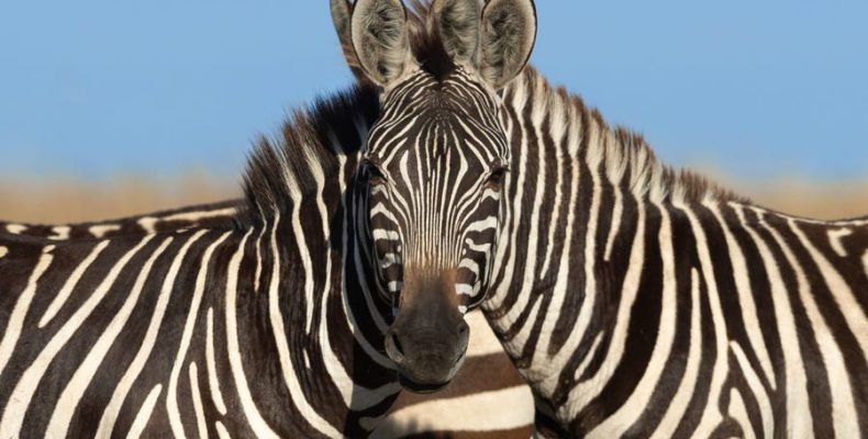 Τα «παιχνίδια του μυαλού»: Eσύ ποια ζέβρα νομίζεις ότι κοιτάει την κάμερα; (φωτο)