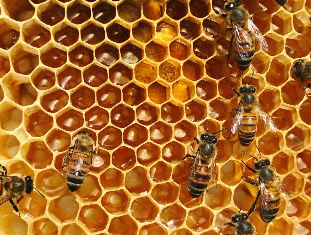 Με αυτόν τον τρόπο μετακινούν ένα σμήνος μελισσών σε νέα κυψέλη (βίντεο)