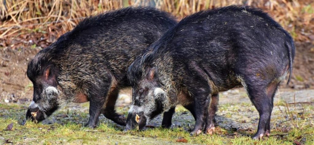 Τρίκαλα: Οι αγρότες διώχνουν τα αγριογούρουνα με την μουσική
