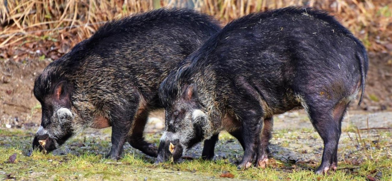 Τρίκαλα: Οι αγρότες διώχνουν τα αγριογούρουνα με την μουσική