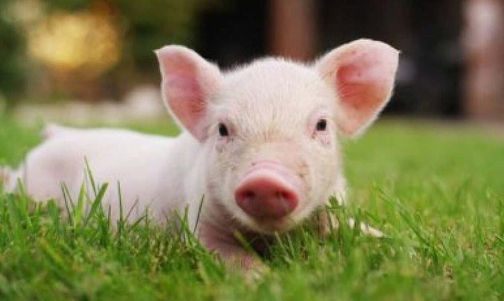 Θα «λιώσετε» – Μωρό γουρουνάκι πίνει γάλα με σύριγγα και χοροπηδά από τη χαρά του (βίντεο)