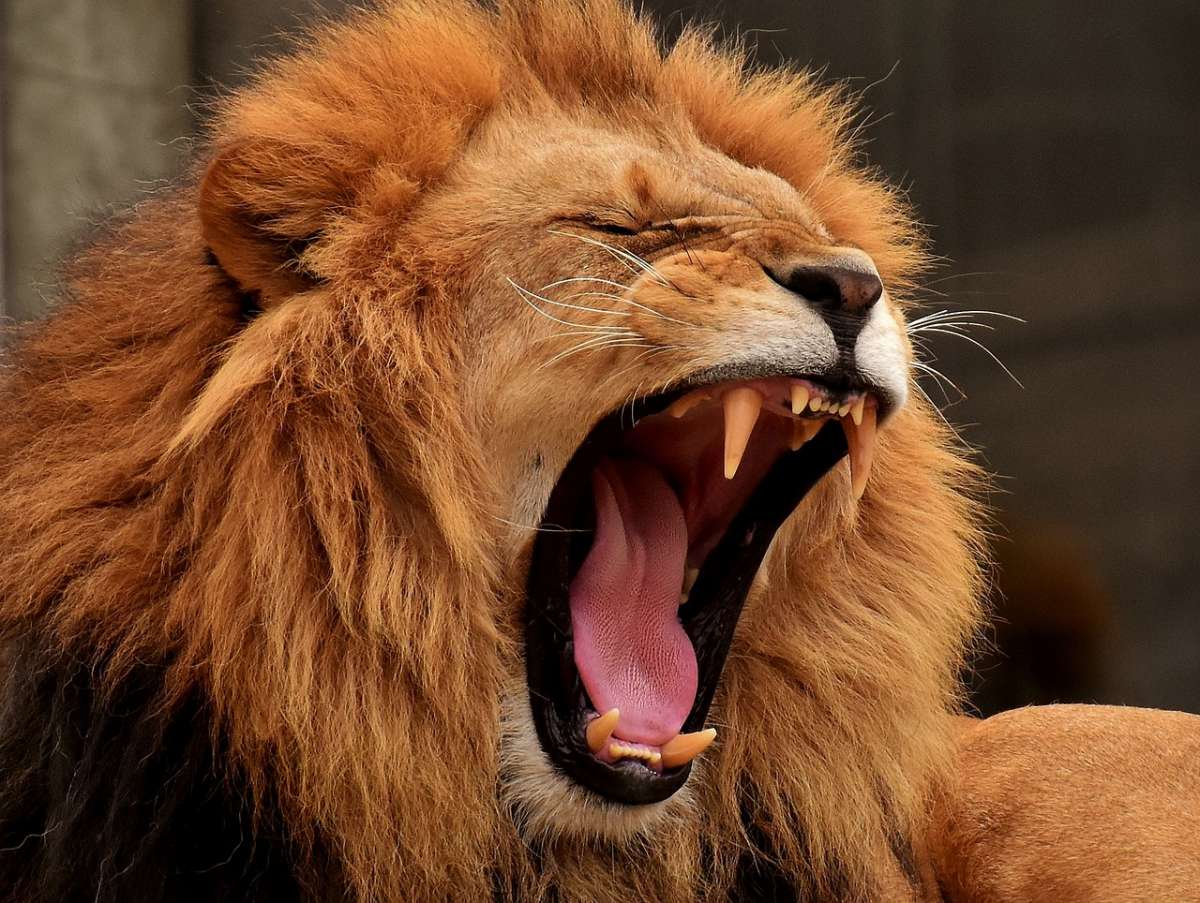 Λιοντάρια κατασπάραξαν λαθροκυνηγό: Βρήκαν μόνο το κρανίο και το παντελόνι του