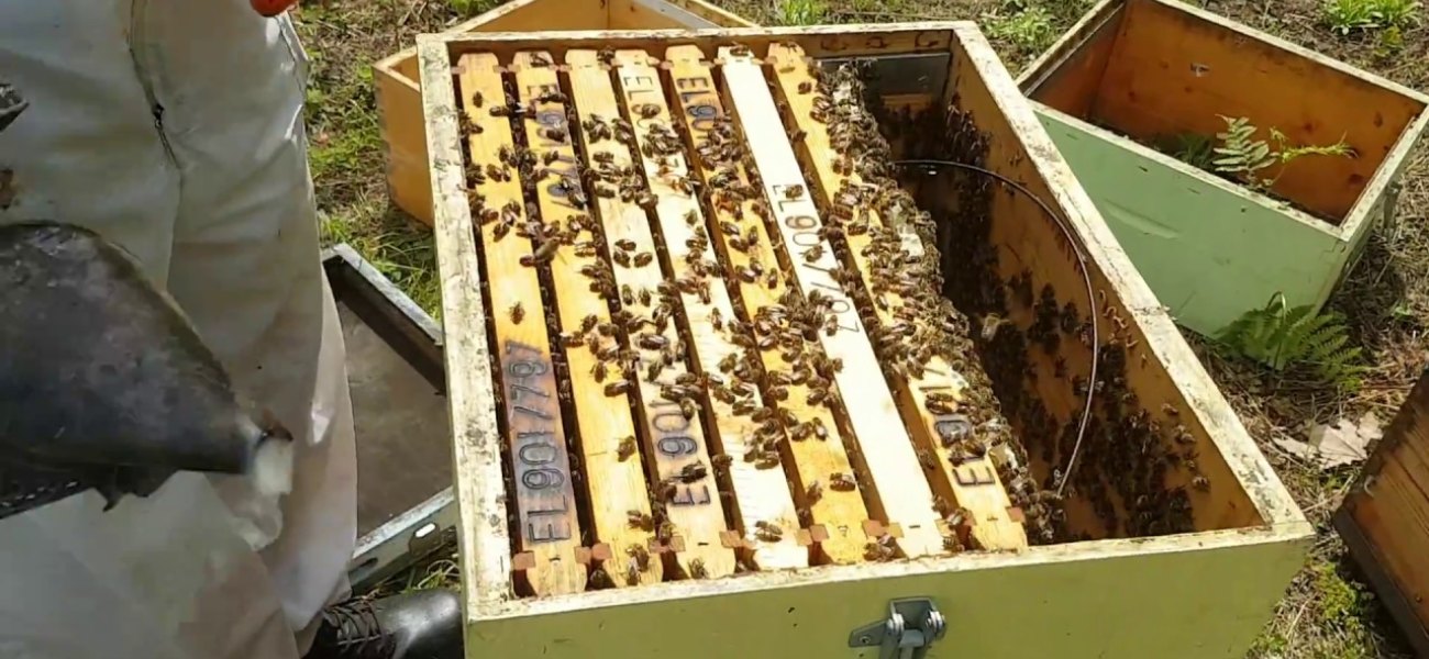 Αιτωλοακαρνανία: Μήνυση σε πατέρα και γιο για δηλητηρίαση μελισσιών
