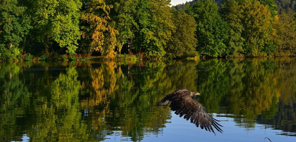 Άντρας σώζει αετό που πνίγεται σε λίμνη και γίνεται viral (βίντεο)
