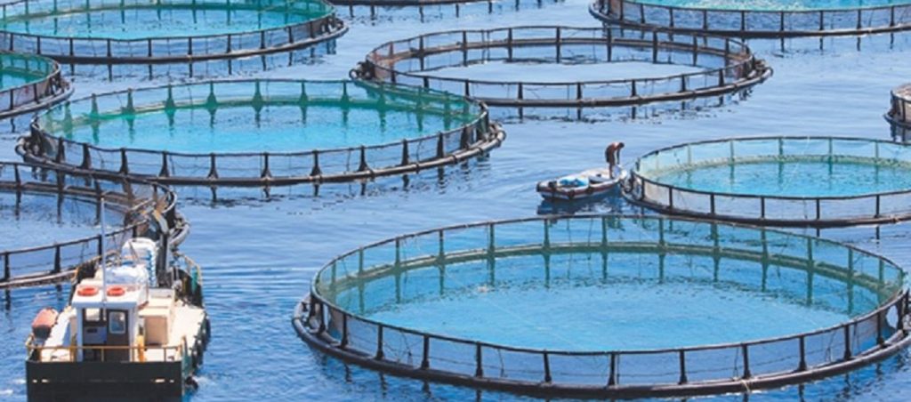 Βόνιτσα: «Τσάκωσαν» 56χρονο να ψαρεύει παράνομα από ιχθυοκαλλιέργεια