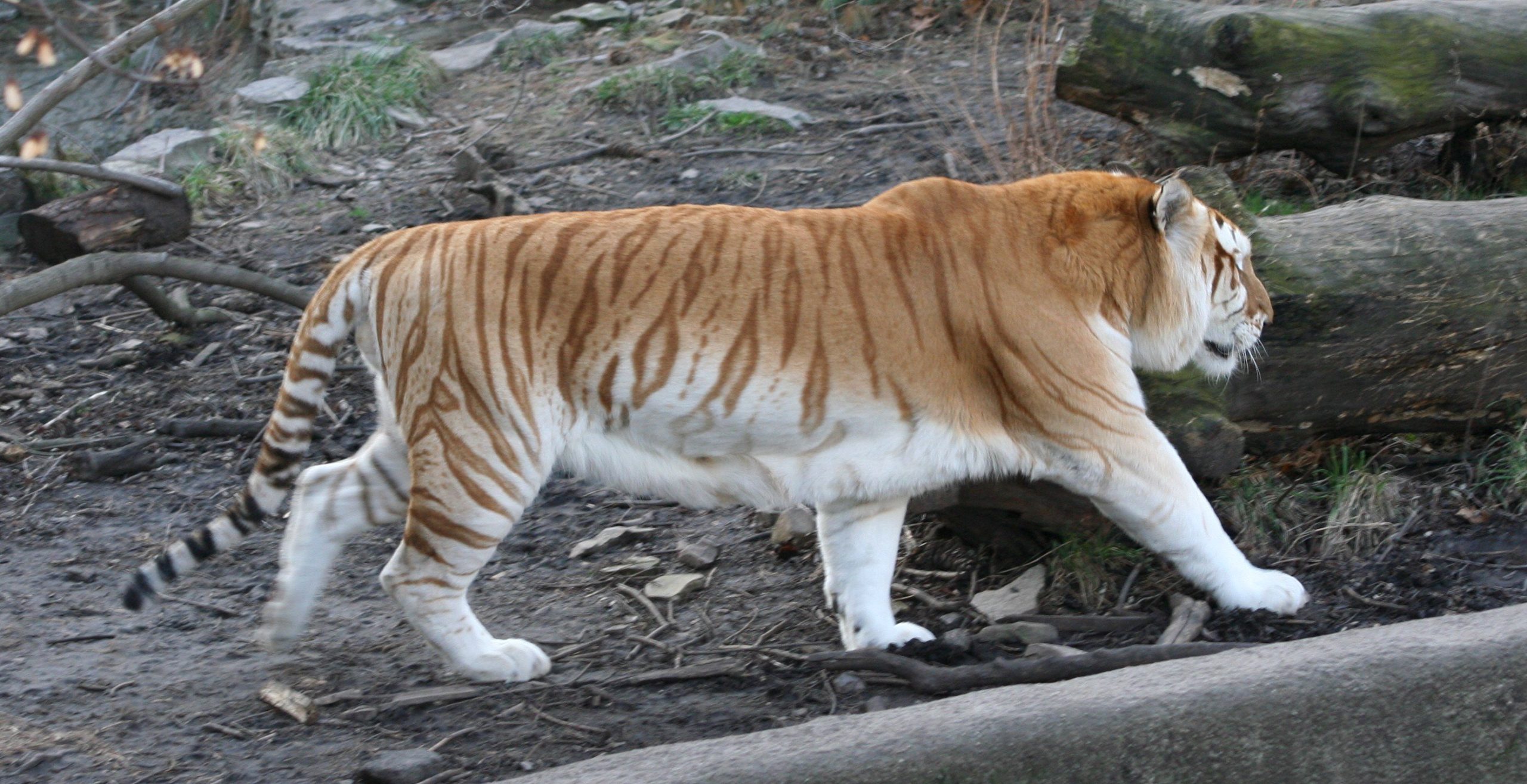 Ινδία: Εντοπίστηκε σπάνια χρυσή τίγρης έπειτα από πολλά χρόνια! (φώτο)