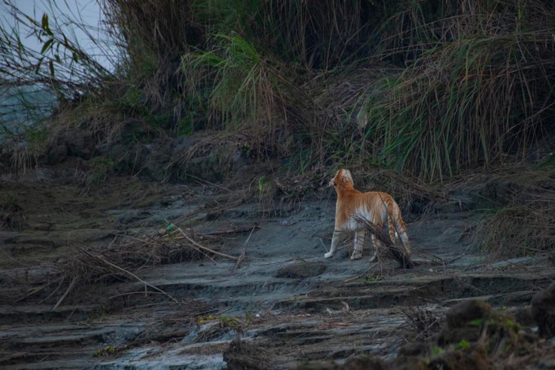 Ινδία: Εντοπίστηκε ζωντανή μετά από χρόνια σπάνια χρυσή τίγρης (φωτο)