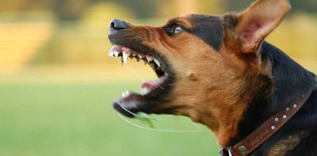 Αυλίδα: Σκύλος επιτέθηκε σε 11χρονο και το τραυμάτησε