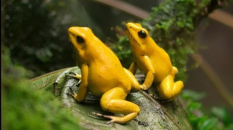 Ινδία: Λίμνη γέμισε με κίτρινα βατράχια μετά από δυνατή βροχή (βίντεο)