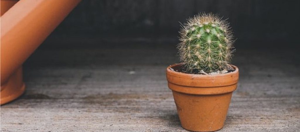 Κάκτος: Πόσα χρόνια έκανε από το γλαστράκι να φθάσει μέχρι την ταράτσα σπιτιού (βίντεο)