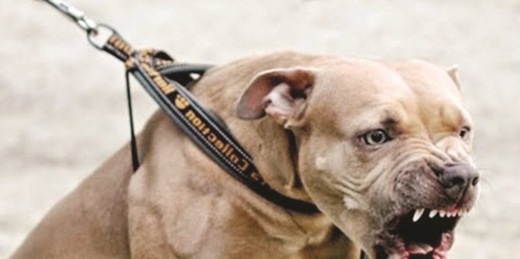 Εξάχρονος ήρωας παραμορφώθηκε για να σώσει την αδερφή του από επίθεση σκύλου (φωτό)