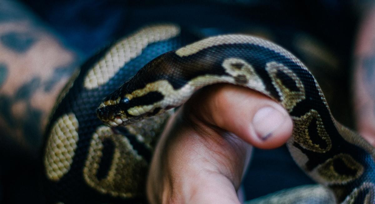 Σκότωσε δηλητηριώδες φίδι με σουγιά και ζώνη ασφαλείας ενώ οδηγούσε (βίντεο)