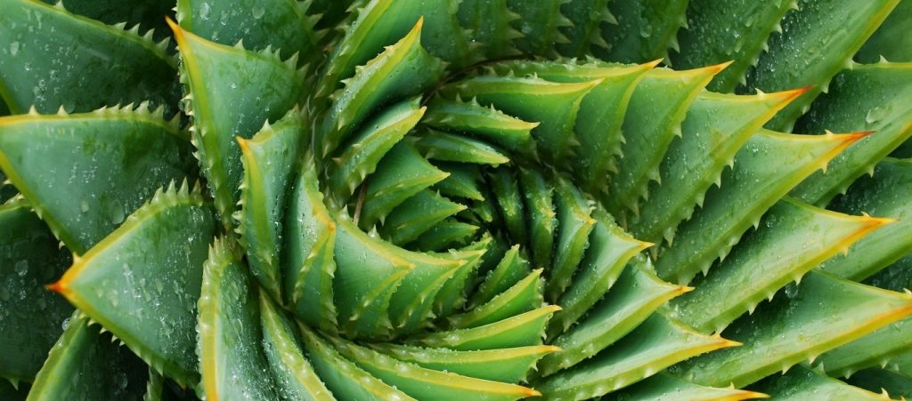 Αλόη: Οι εκπληκτικές ιδιότητές της για την υγεία μας