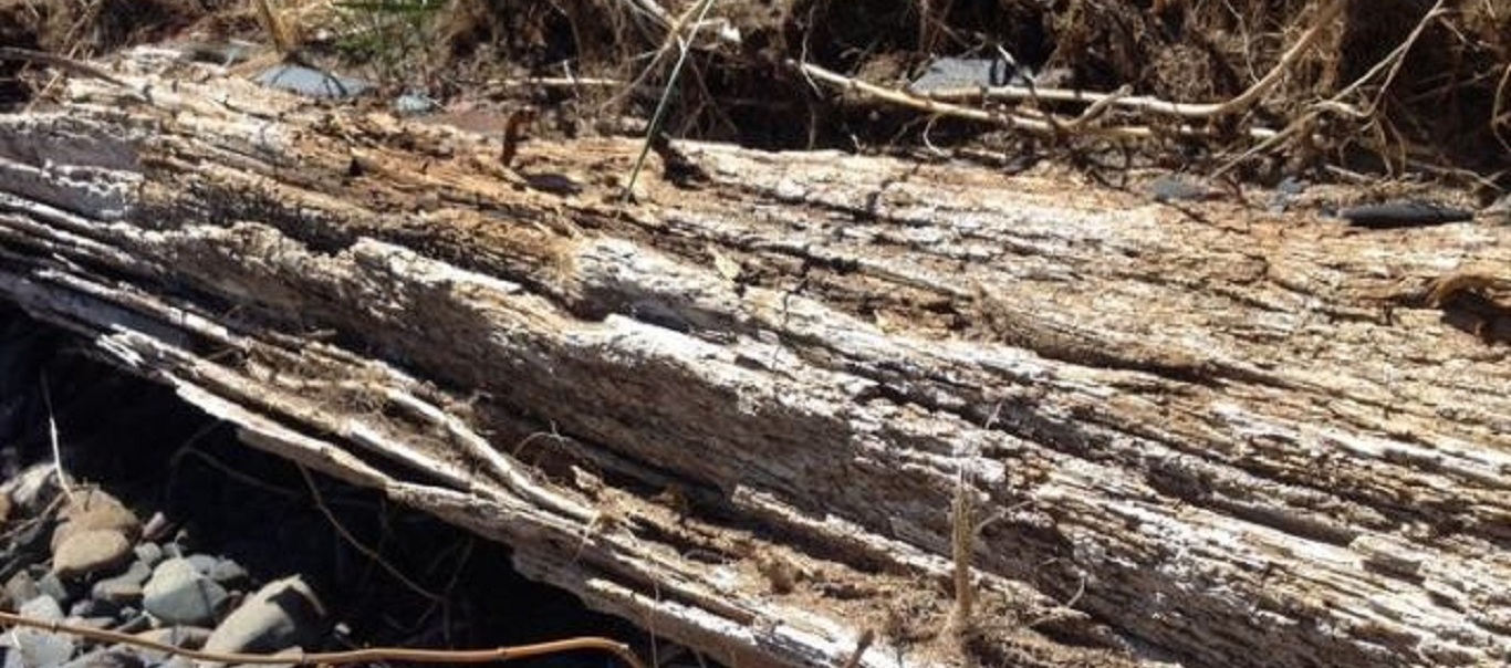 Τραγικό δυστύχημα στην Ευρυτανία: 65χρονος καταπλακώθηκε από κορμό δέντρου