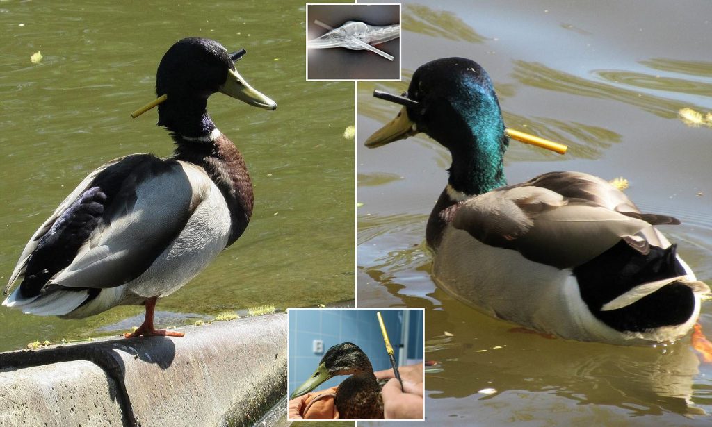 Απίστευτο: Πάπια δέχθηκε βέλος, έμεινε στο κεφάλι της για 3 (!) μήνες και τελικά… επέζησε (φώτο)