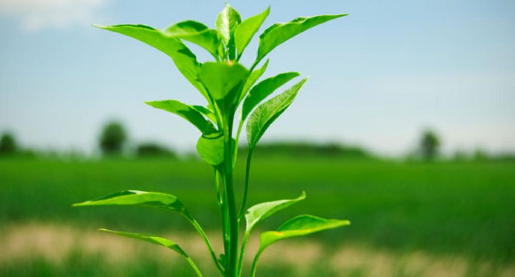 Ερευνητές αποκαλύπτουν τον τρόπο με τον οποίο τα φυτά στέλνουν μεταξύ τους υπόγεια ηλεκτρικά σήματα