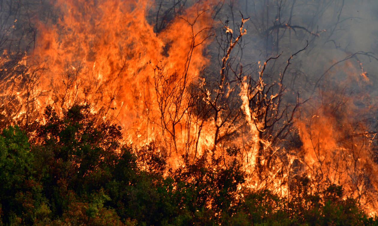 Υπό πλήρη έλεγχο η φωτιά στον Θεολόγο Φθιώτιδας: Είχε δύο μέτωπα μέσα στο δάσος (βίντεο)