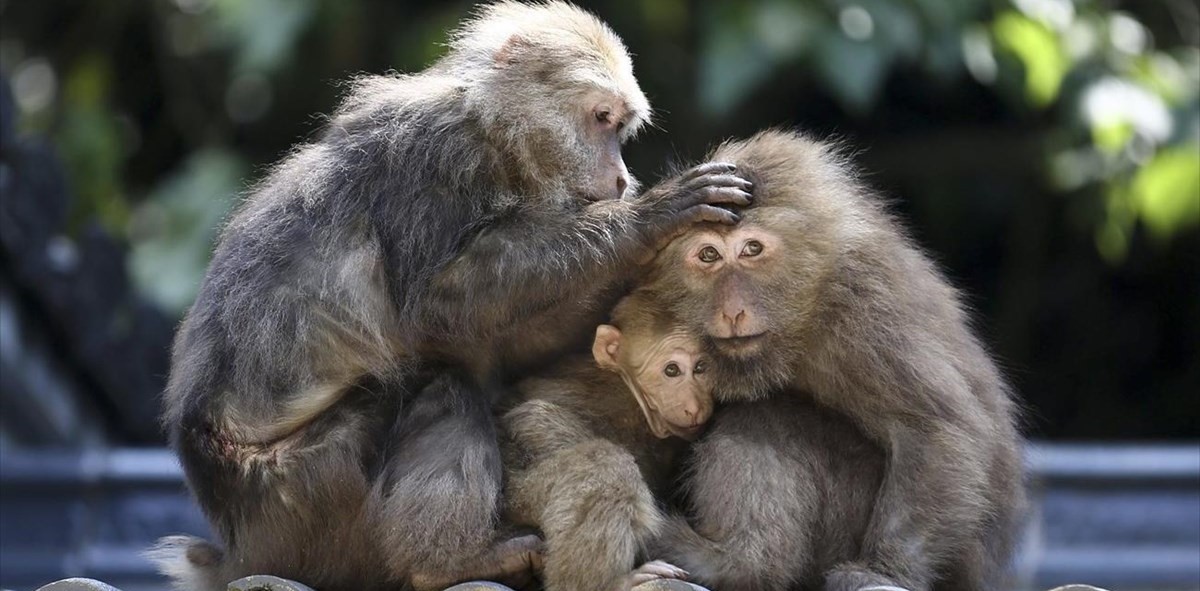 Μαϊμού μοιράζεται το φαΐ που βρήκε με τα 7 παιδιά της και συγκινεί (βίντεο)