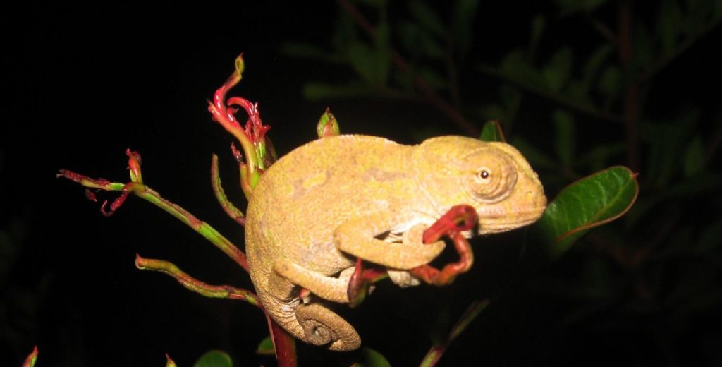 Μεσογειακός Χαμαιλέοντας: To προστατευόμενο και σπάνιο ερπετό που επιβιώνει έως σήμερα στο νησί της Σάμου