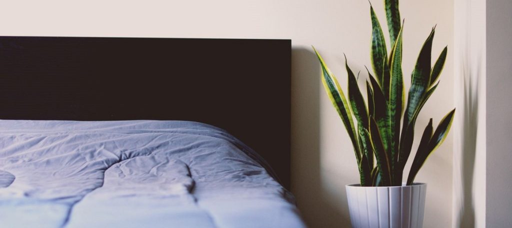 Δείτε τα φυτά που είναι κατάλληλα για το υπνοδωμάτιο