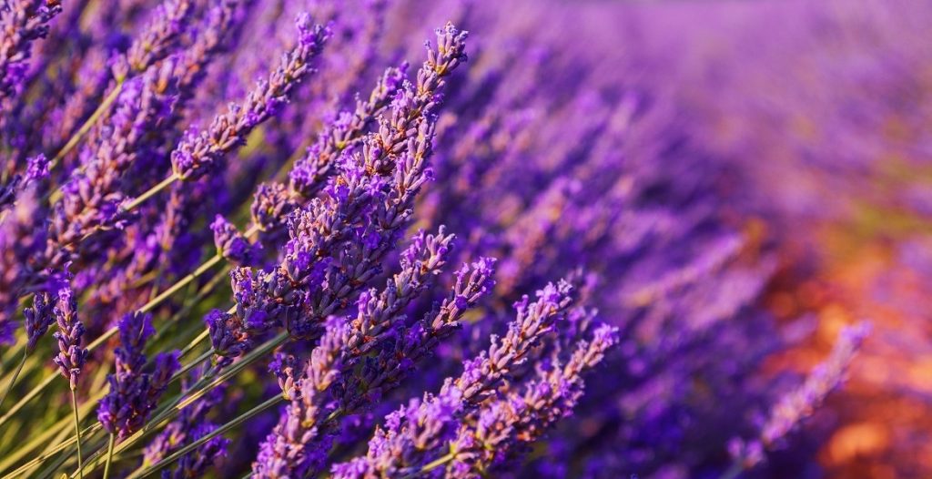 Λεβάντα: Πώς να την χρησιμοποιήσετε σε πρόσωπο και σώμα