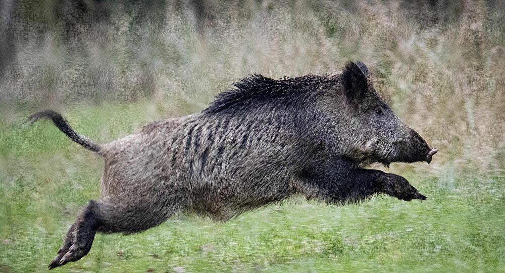Φθιώτιδα: Επιδρομή αγριογούρουνων – Δεν άφησαν τίποτα όρθιο στο πέρασμα τους (βίντεο)