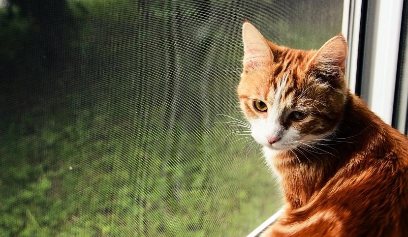 Ιαπωνία: Αυτή η γάτα οδηγεί…μονοθέσιο της Ferrari (βίντεο)