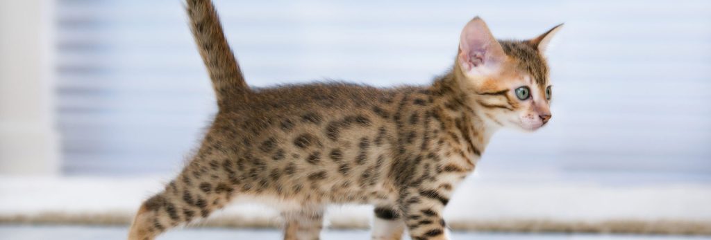 Βάρκιζα: Nεαρός κλώτησε και πέταξε στη θάλασσα γατάκι (βίντεο-φωτο)