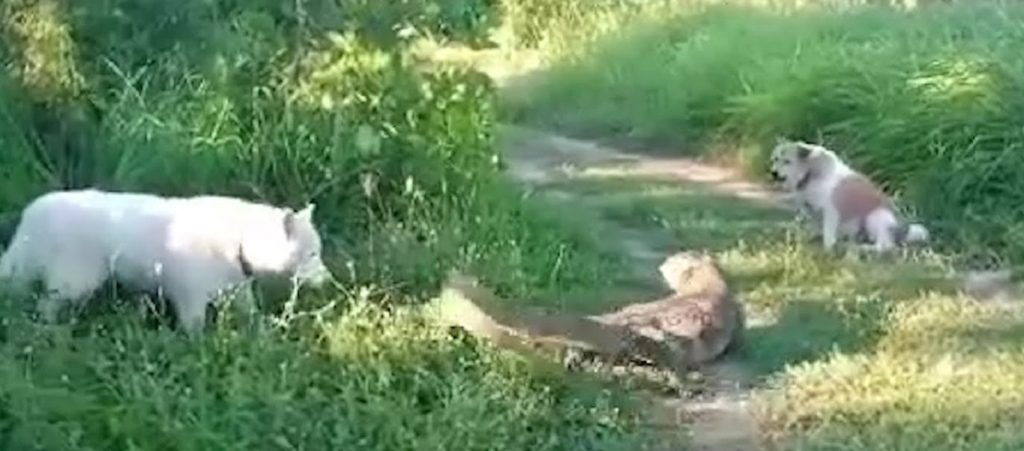 Σαύρα έριξε… σφαλιάρα σε σκύλο (βίντεο)