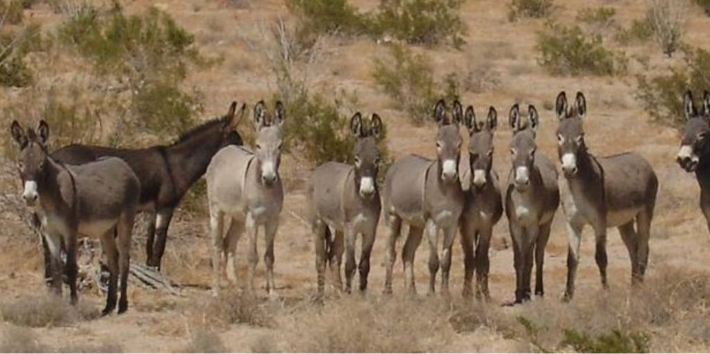 Λάρισα: 40χρονος κατηγορείται πως κακοποιούσε μουλάρια – Οδηγήθηκε στον εισαγγελέα