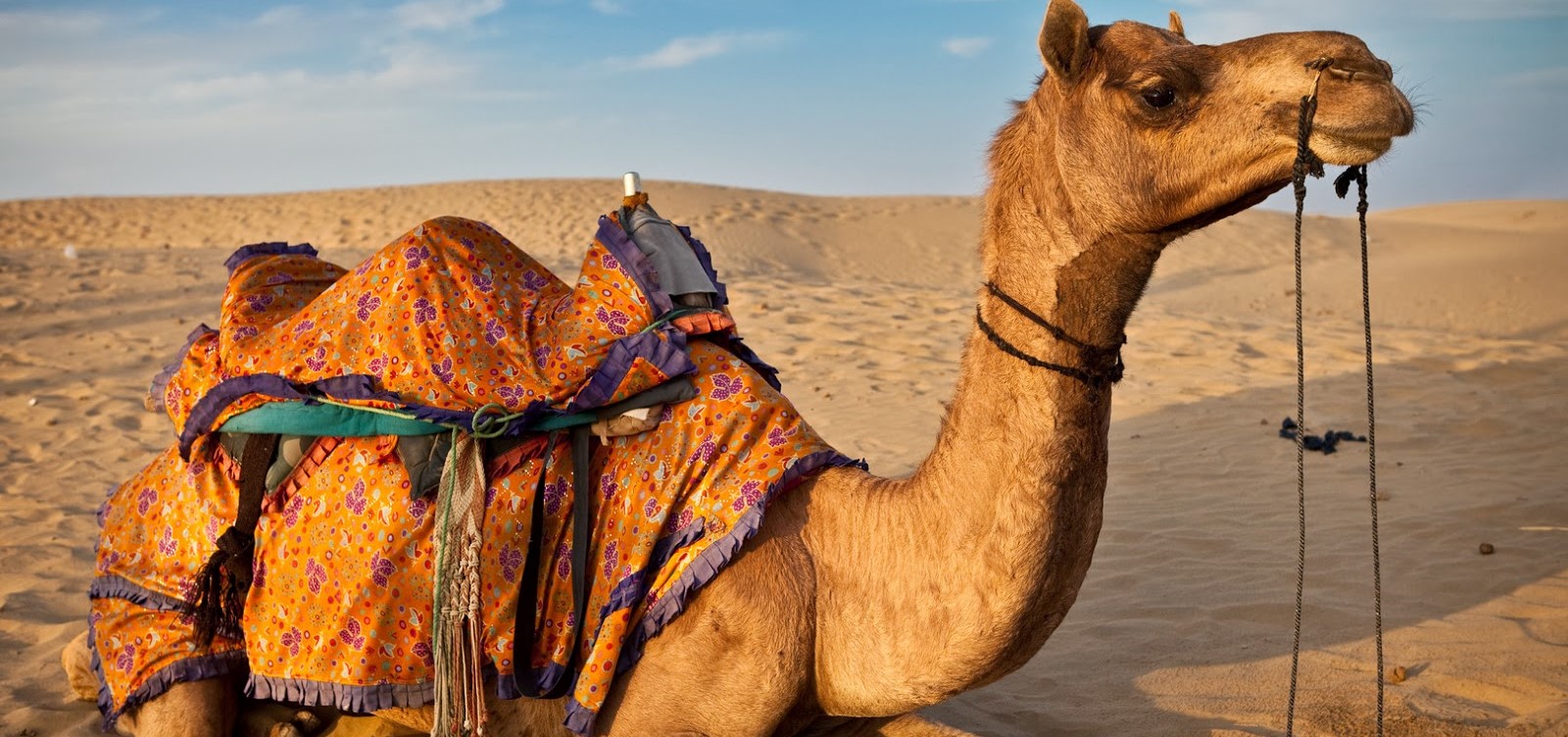 Γέρικη καμήλα διένυσε 100 χλμ. στην έρημο για να βρει το παλιό της σπίτι (βίντεο)