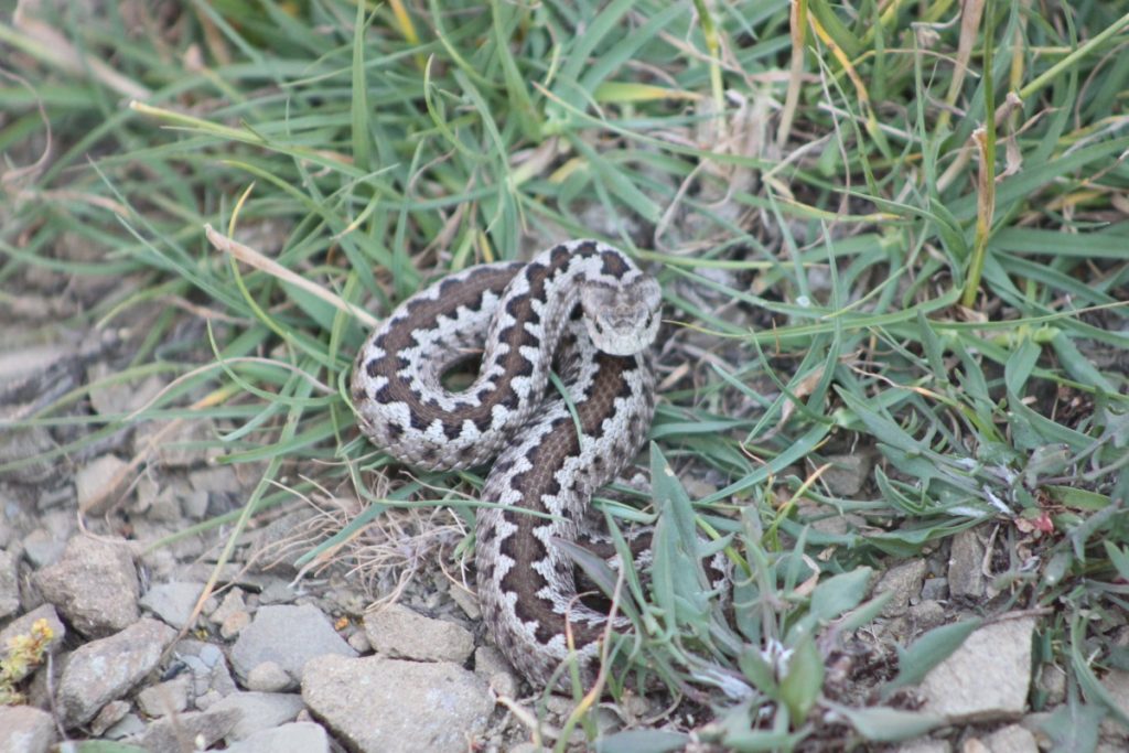 Τρίκαλα: Εσπευσμένα στο νοσοκομείο από δάγκωμα οχιάς