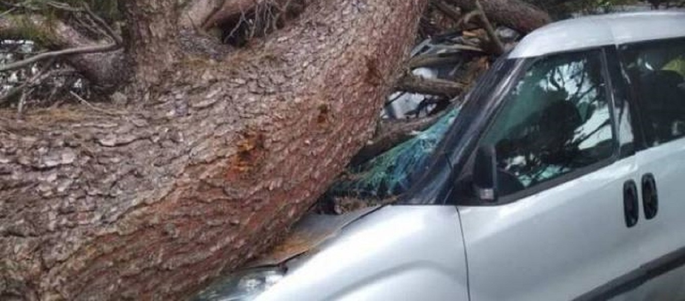 Εύβοια: Δέντρο στις Ροβιές καταπλάκωσε ζευγάρι μέσα σε αυτοκίνητο