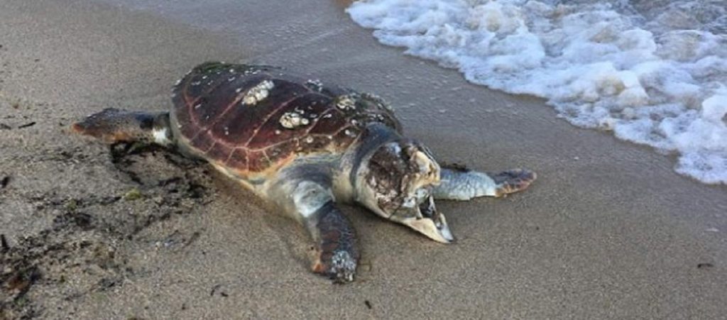 Λουόμενοι περιέθαλψαν τραυματισμένη χελώνα καρέτα-καρέτα (βίντεο)