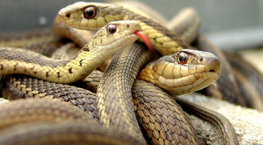 Αυτό είναι το σημείο του σπιτιού που συγκεντρώνει τα περισσότερα φίδια