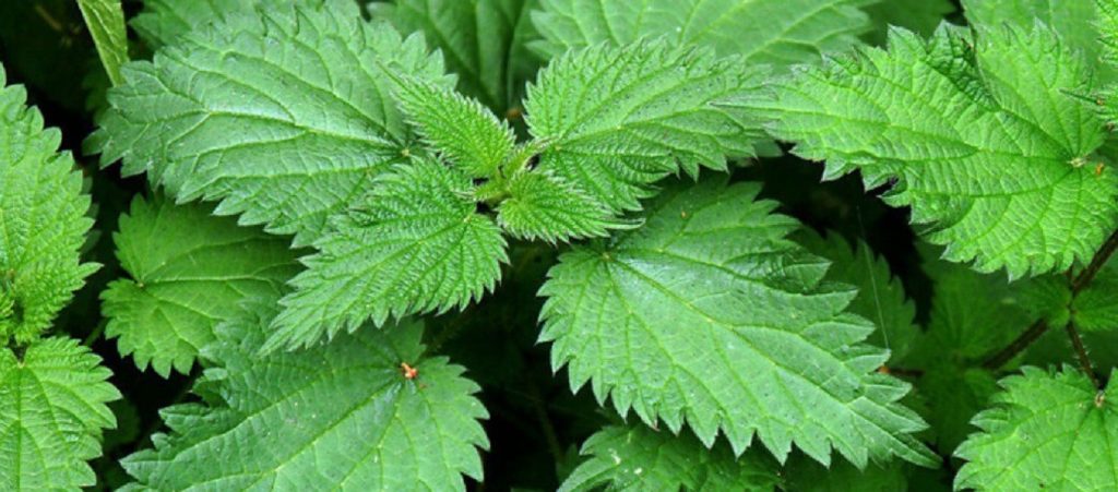 Τσουκνίδα: Το βότανο με τα πολλαπλά θεραπευτικά οφέλη