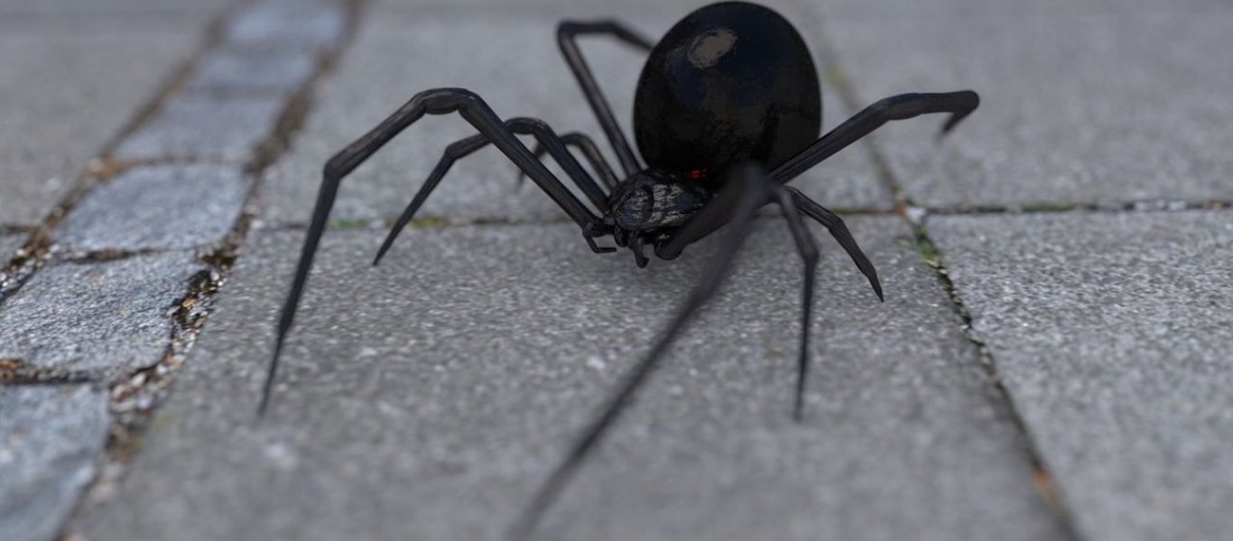 «Μαύρη χήρα»: Στη ΜΕΘ νοσηλεύεται το βρέφος από την Πάτρα – Τι λέει η γυναίκα που τσιμπήθηκε